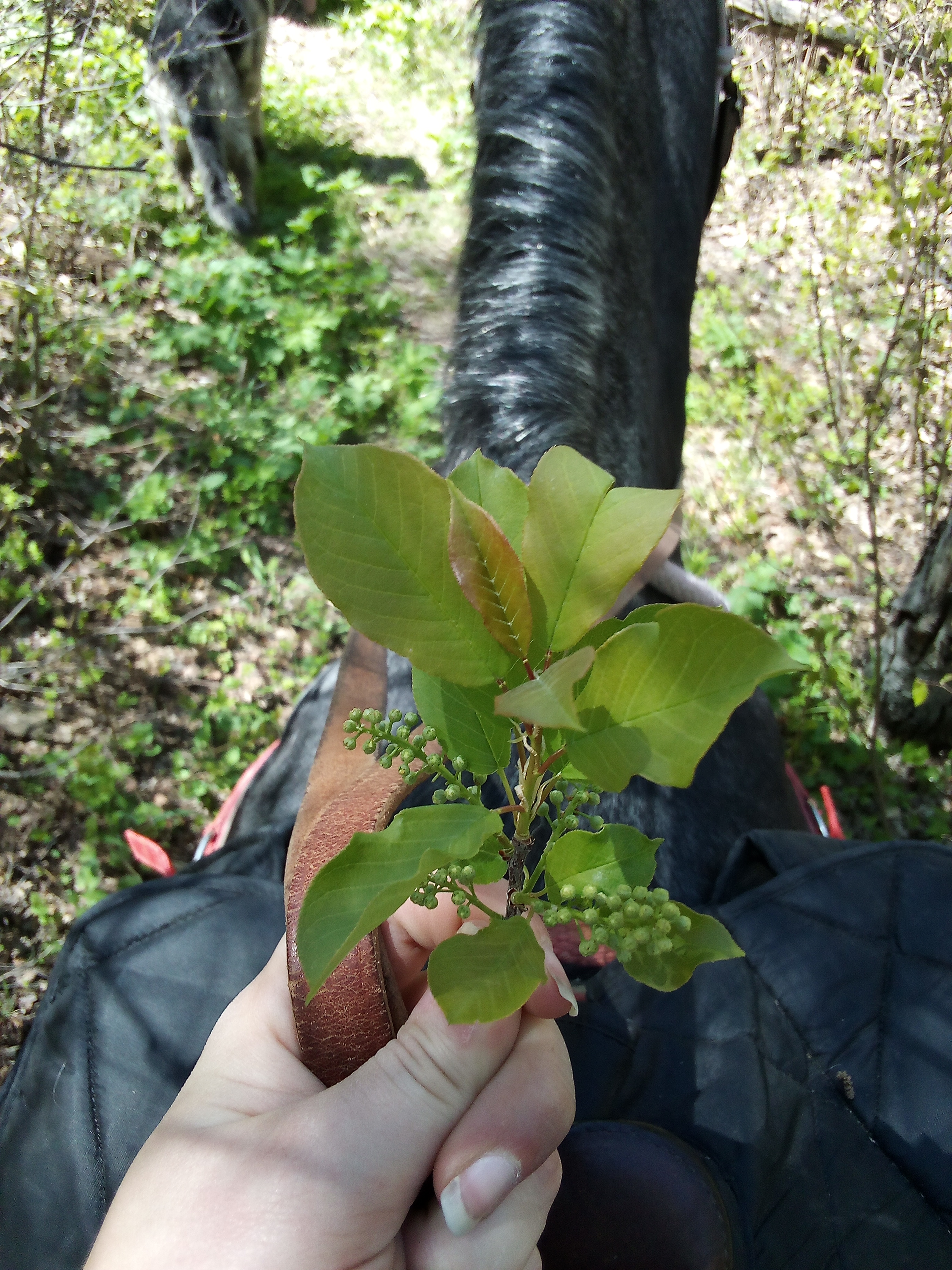 Choke Cherries Green